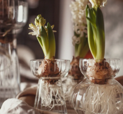 Hyacintová váza s leptaným pruhem, nízká