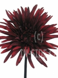 Gerbera