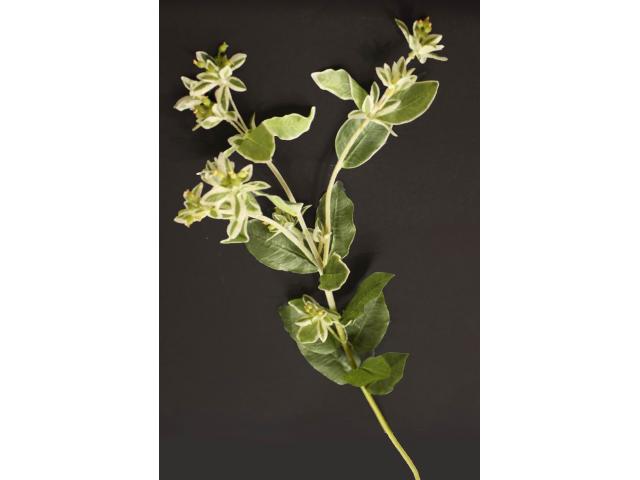 Květina Euphorbia